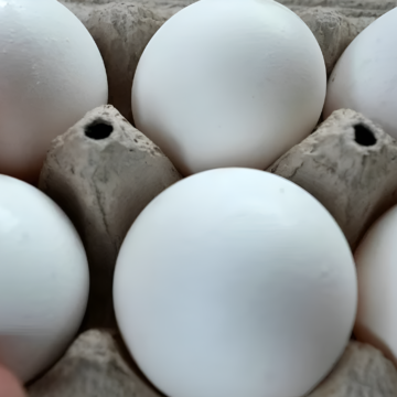 salmonella outbreak eggs
