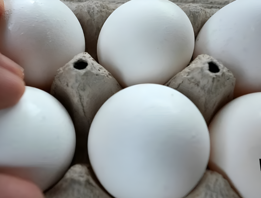 salmonella outbreak eggs salmonella outbreak eggs